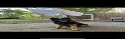 German Shepherd dogs for stud: 2 year old German shepherd stud  in Dronfield - Advert 3