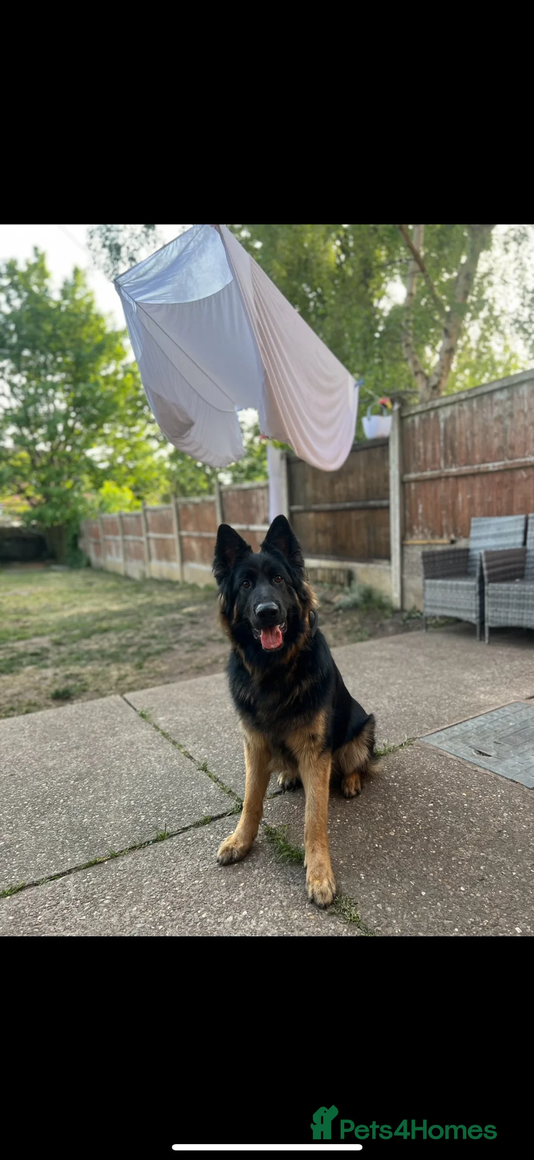 German Shepherd dogs for stud: 2 year old German shepherd stud  in Dronfield - Advert 3