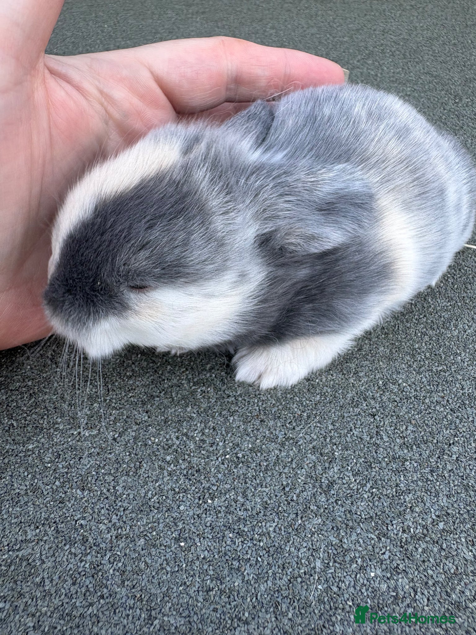 Mini Lop rabbits Mini lop babies - Advert 9