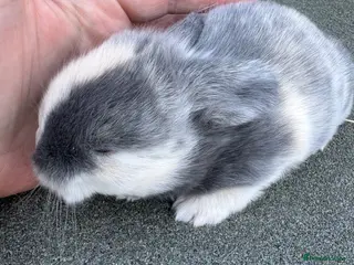 Mini Lop rabbits Mini lop babies - Advert 9