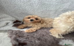 Maltipoo dogs for sale: F1 Toy Maltipoo puppys   - Image 4