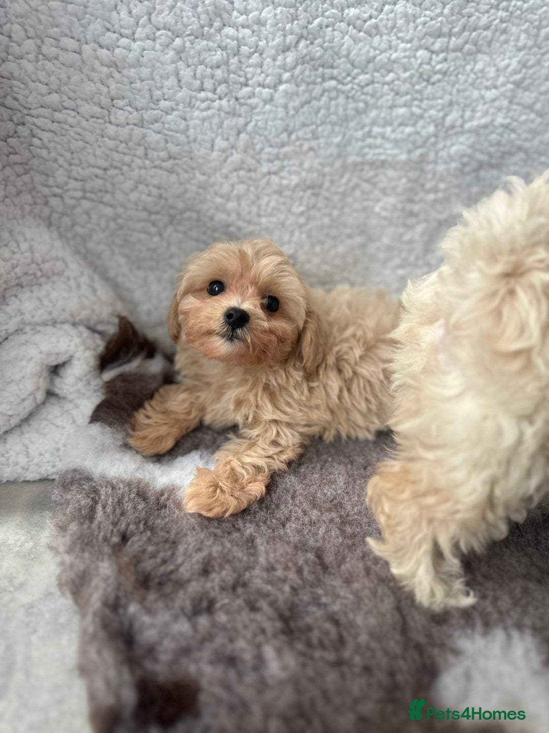 Maltipoo dogs for sale: F1 Toy Maltipoo puppys   - Image 4