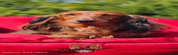Miniature Dachshund dogs for sale:  MAGNIFICENT RED SHADED, Exceptional Pigmentation  in Wisbech - Advert 3