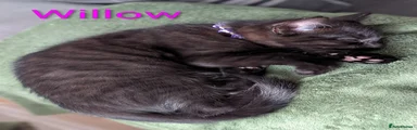 Mixed Breed 1