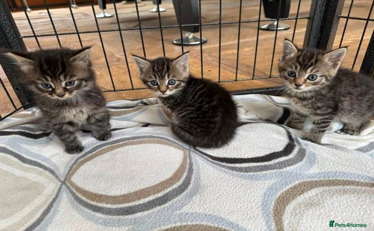 Mixed Breed cats - Advert 8