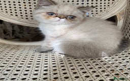 Exotic cats for sale: Outstanding Exotic Persian  - Image 6