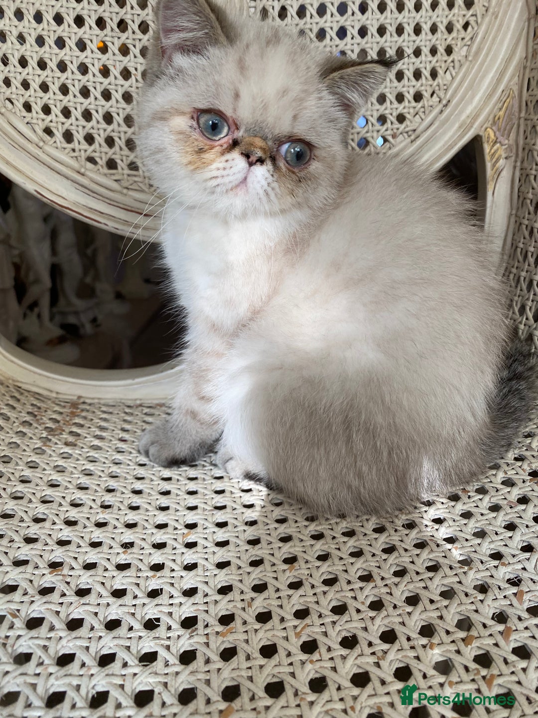 Exotic cats for sale: Outstanding Exotic Persian  - Image 6