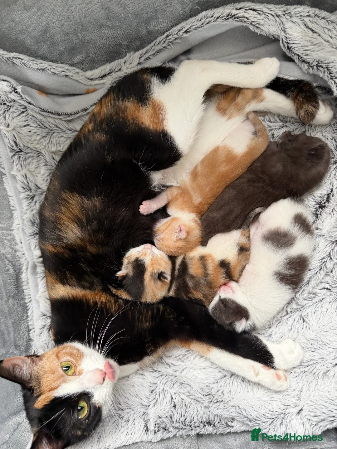 Domestic Shorthair cats for sale: Beautiful Kittens  - Advert 7