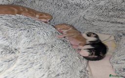 British Shorthair cats for sale: Two ginger boys please read description  - Image 2