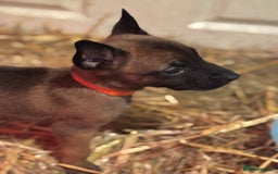 Belgian Shepherd Dog dogs for sale: Malinois Pups. Intentionally Bred as family dogs - Advert 4