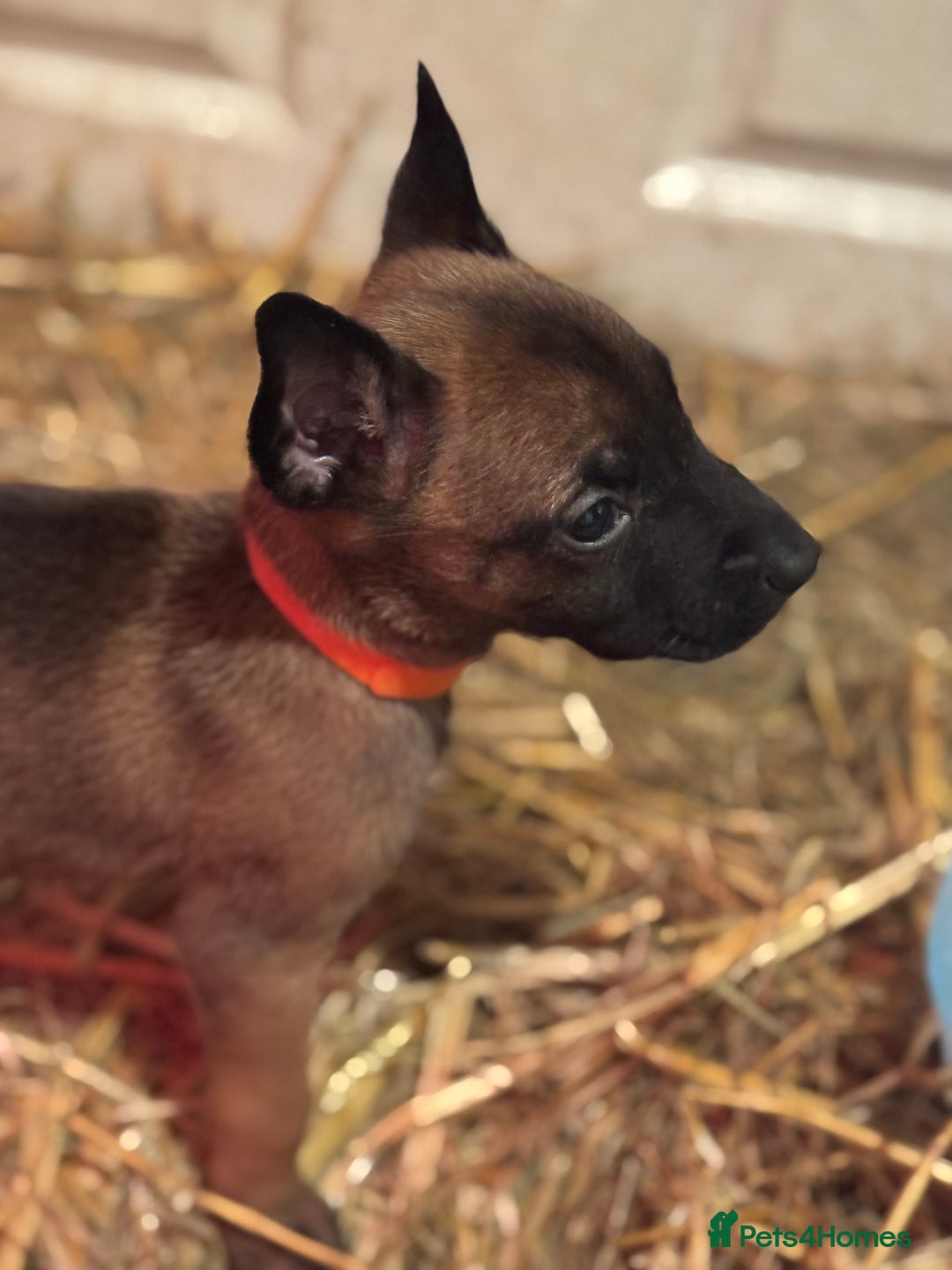 Belgian Shepherd Dog dogs for sale: Malinois Pups. Intentionally Bred as family dogs - Advert 4