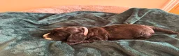 Cockapoo dogs for sale: Toy cockapoo puppies (golden) (tri) super cute - Advert 17