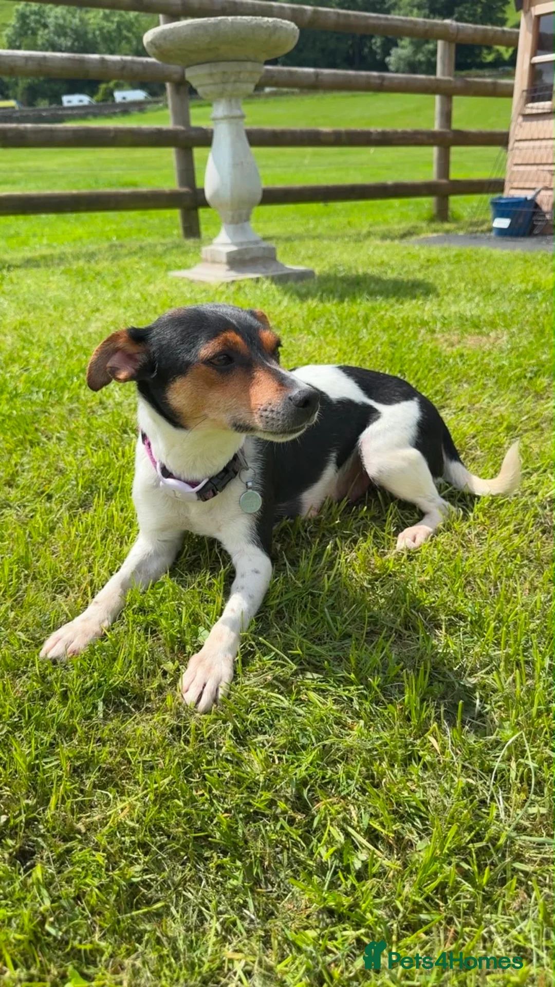 Jack Russell dogs for sale: 3x Jack Russell Boys looking for their homes - Advert 4