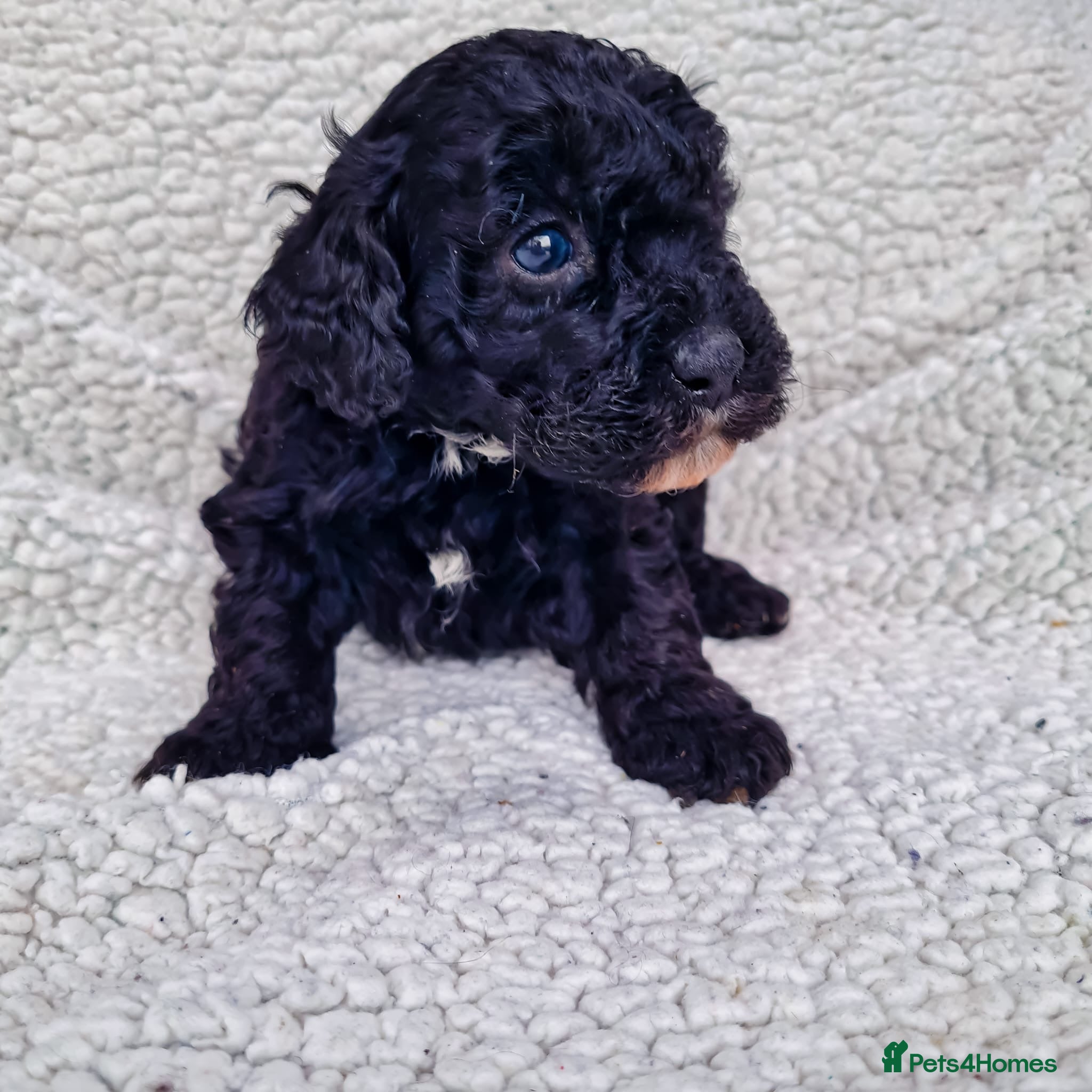 Maltipoo dogs F1b Maltipoo puppies - Advert 2