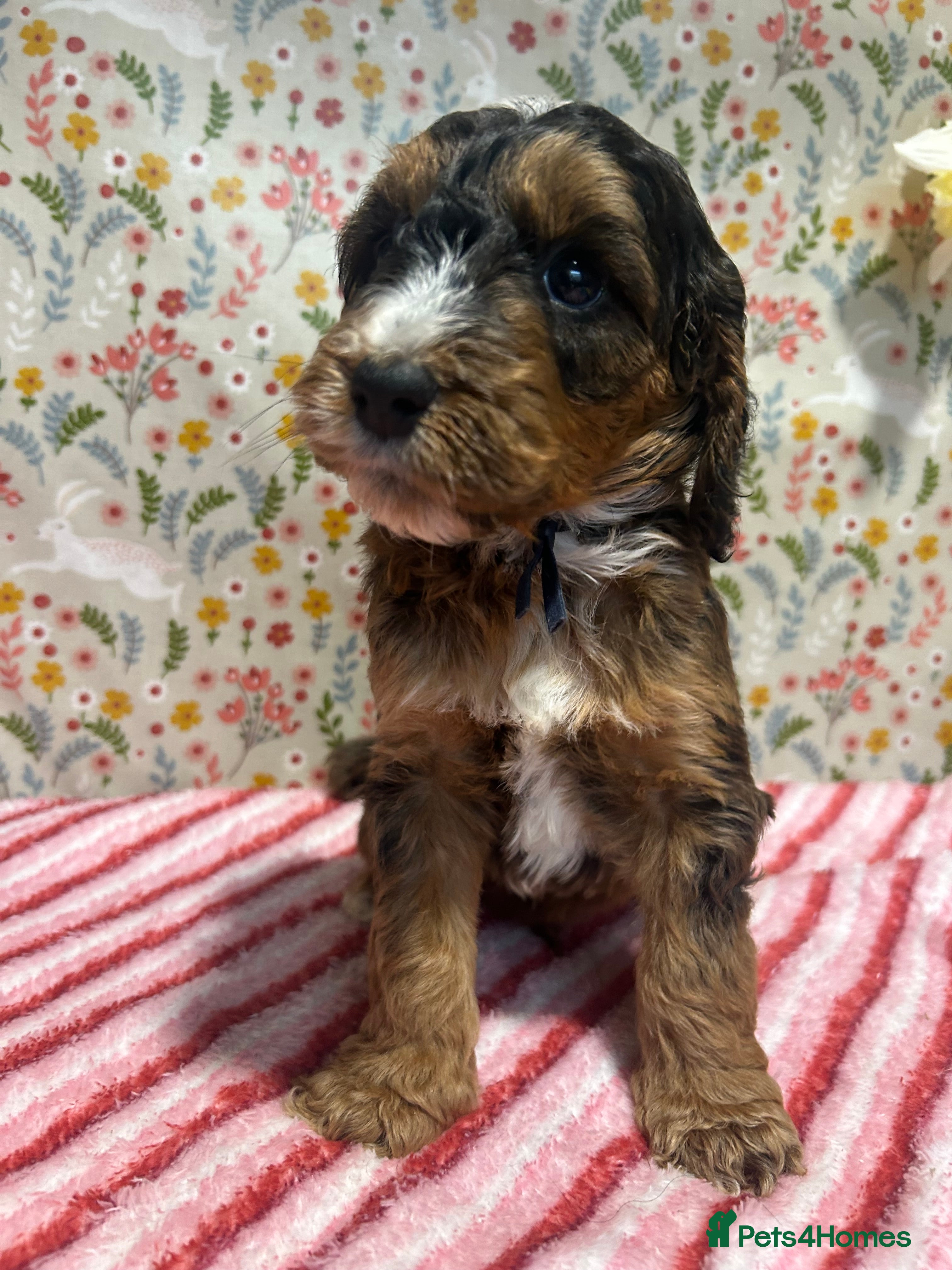 Cockapoo dogs F1 Cockapoo puppies  - Advert 2