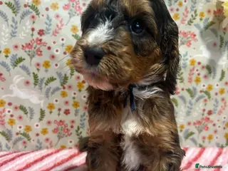 Cockapoo dogs F1 Cockapoo puppies - Advert 2