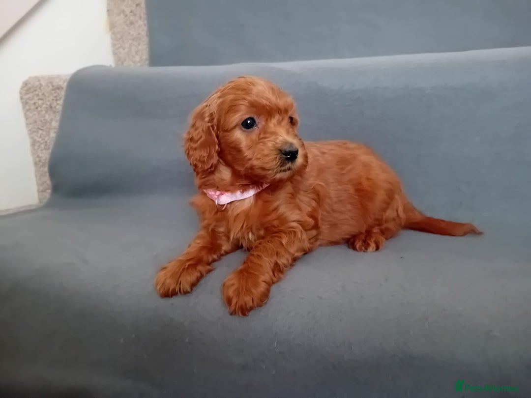 Goldendoodle dogs for sale: Gorgeous F1b Goldendoodles - Advert 5