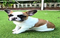 French Bulldog dogs for sale: Adorable Frenchie Puppies Seeking Forever Homes - Image 18