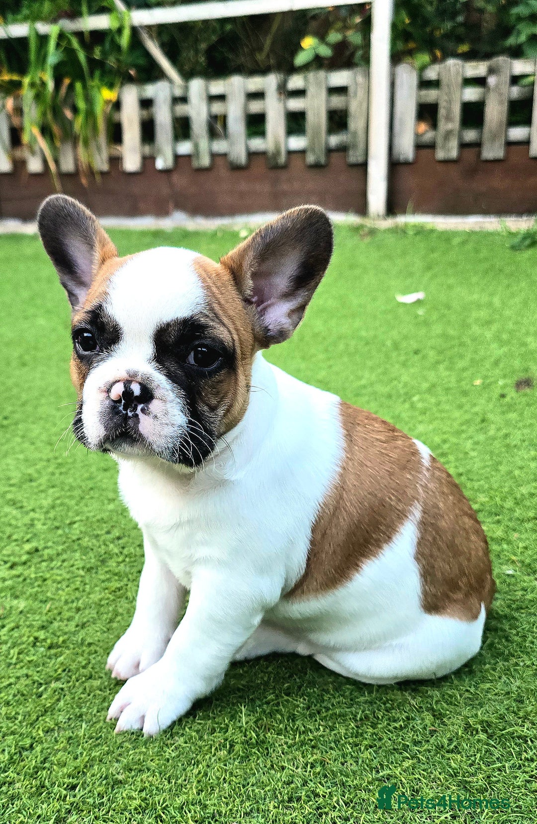 French Bulldog dogs for sale: Adorable Frenchie Puppies Seeking Forever Homes - Image 18