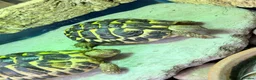 Tortoise reptiles for sale: Two Hermann’s tortoises free to a responsible home - Advert 6