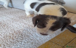 Sproodle dogs for sale: Gorgeous Sproodle Pups. - Image 15