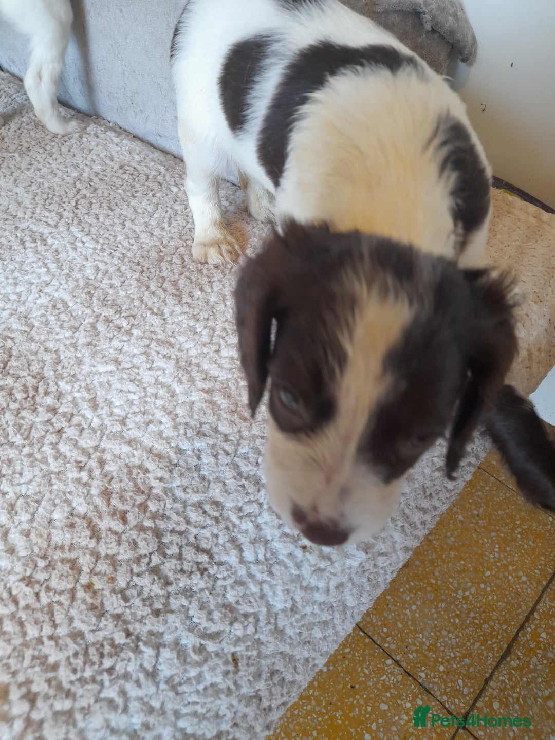 Sproodle dogs for sale: Gorgeous Sproodle Pups. - Image 15