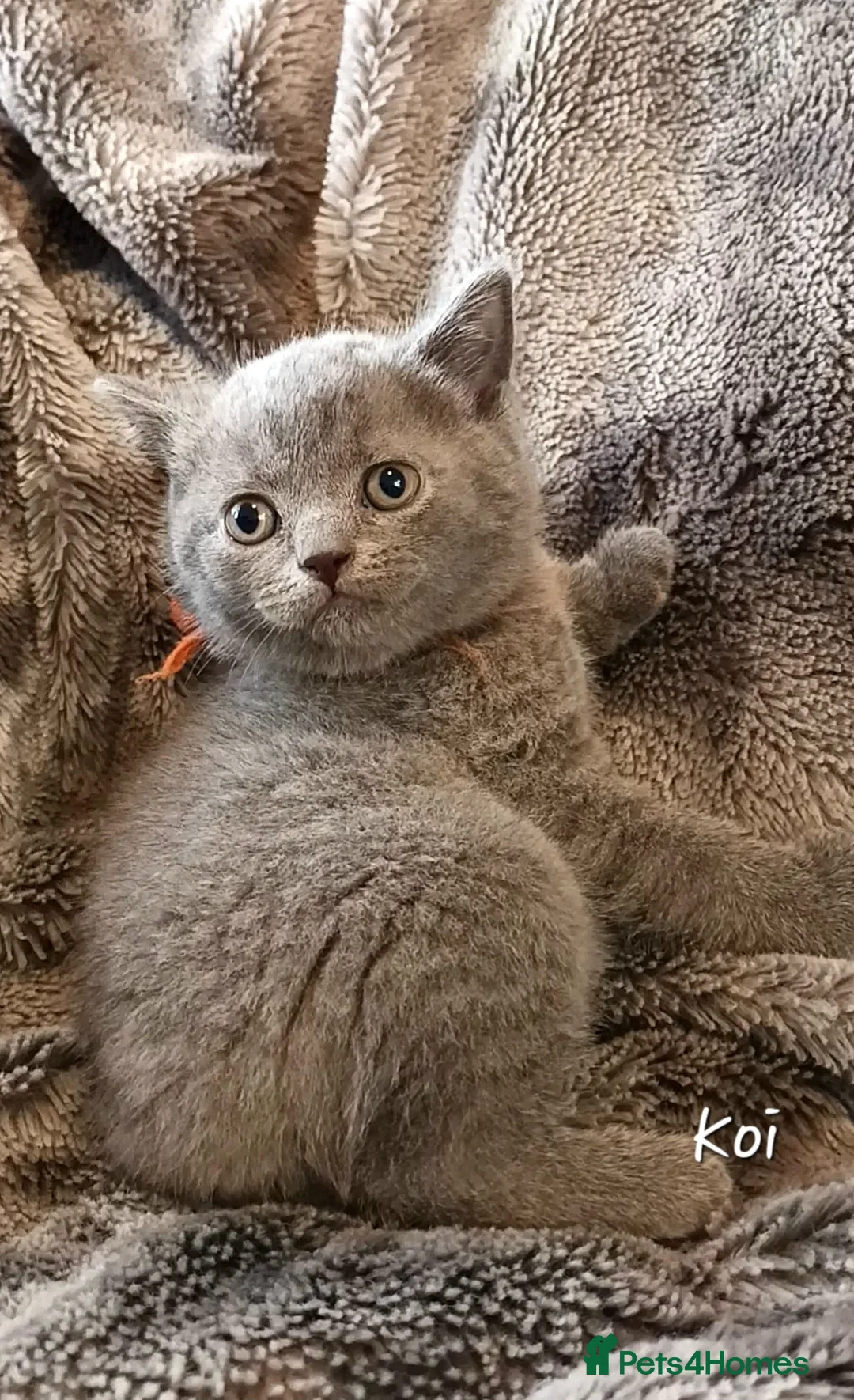 British Shorthair cats for sale: Pure British shorthair princesses (GCCF) - Advert 2
