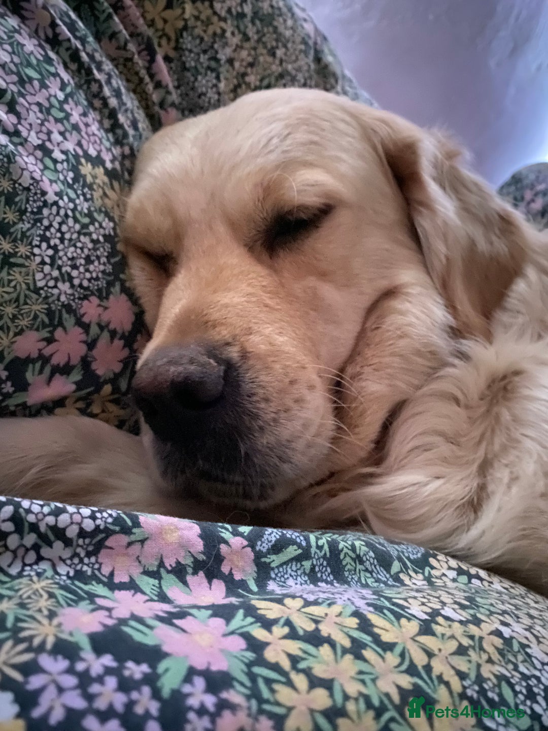 Golden Retriever dogs for sale: Beautiful and fluffy Golden Retriever puppies - Advert 10