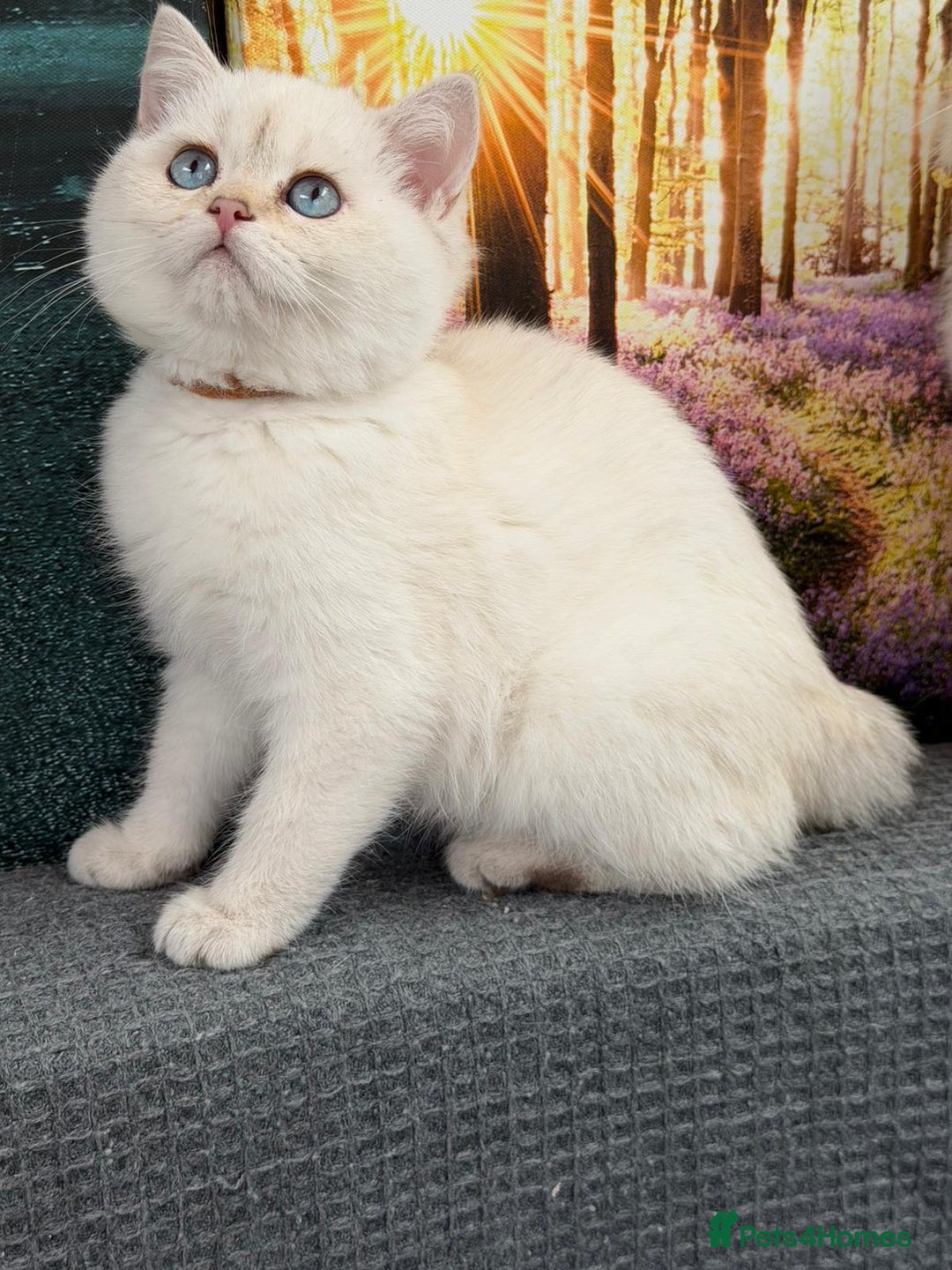 British Shorthair cats for sale: Stunning BSH golden/silver Kittens TICA - Advert 18