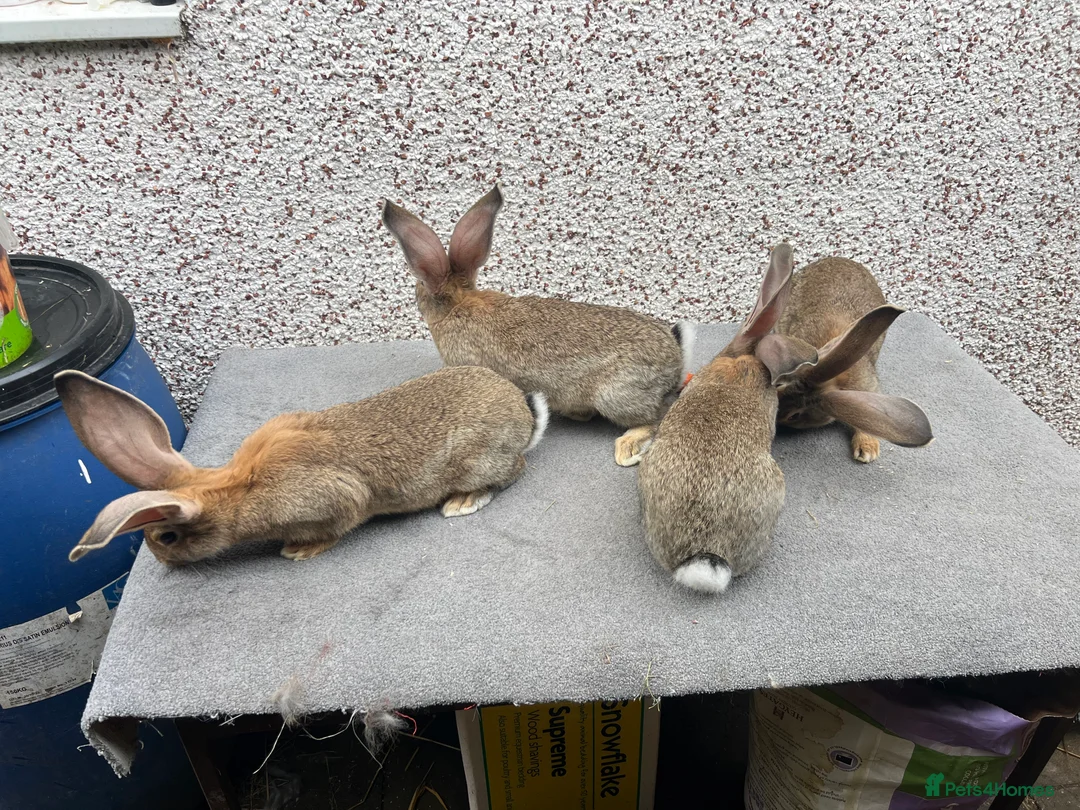 Continental Giant rabbits for sale: Giant continental  - Advert 6