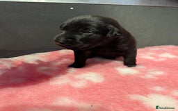 Labrador Retriever dogs for sale: Ftch sired Labrador puppies  - Image 11