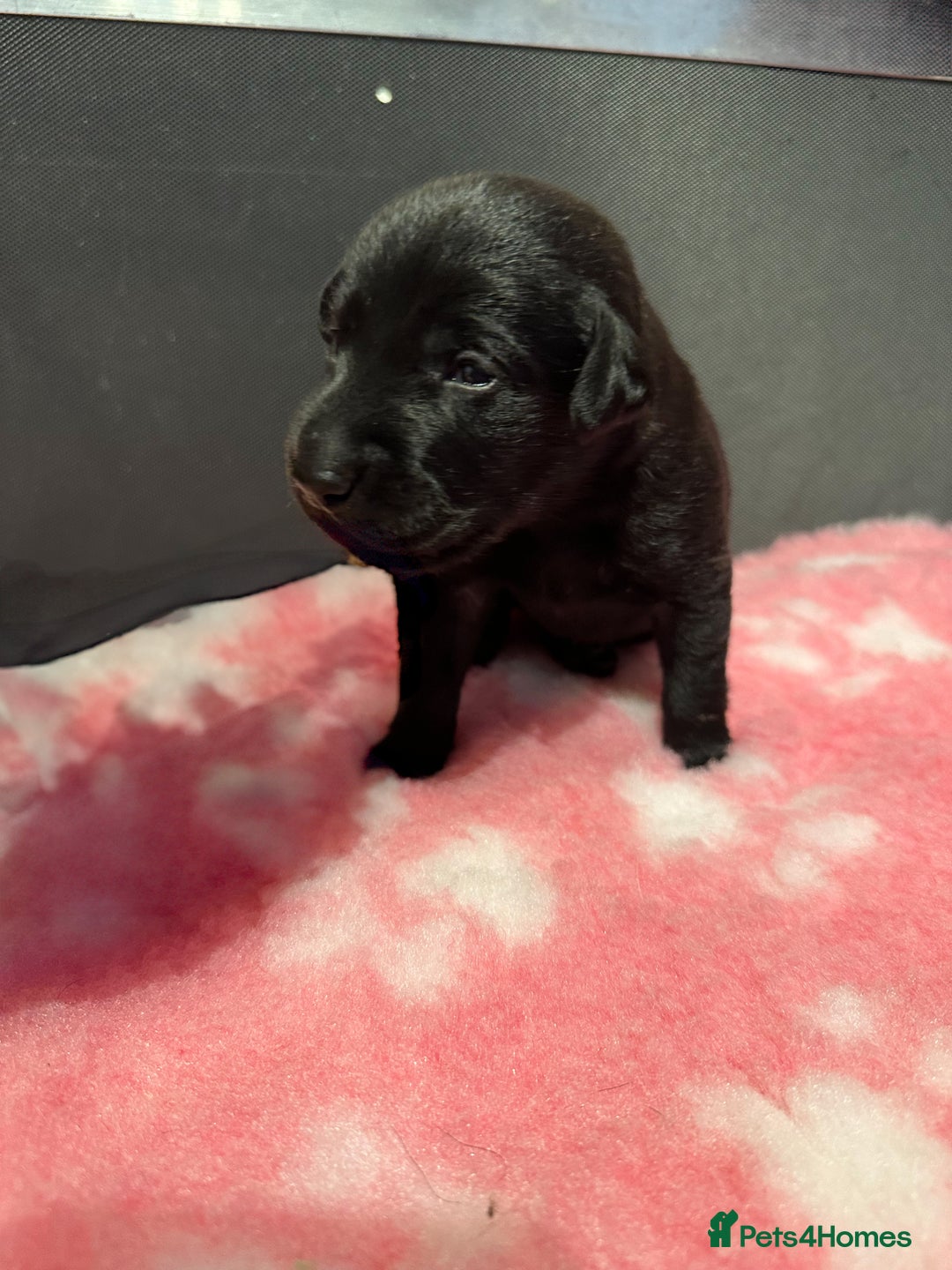 Labrador Retriever dogs for sale: Ftch sired Labrador puppies  - Image 11