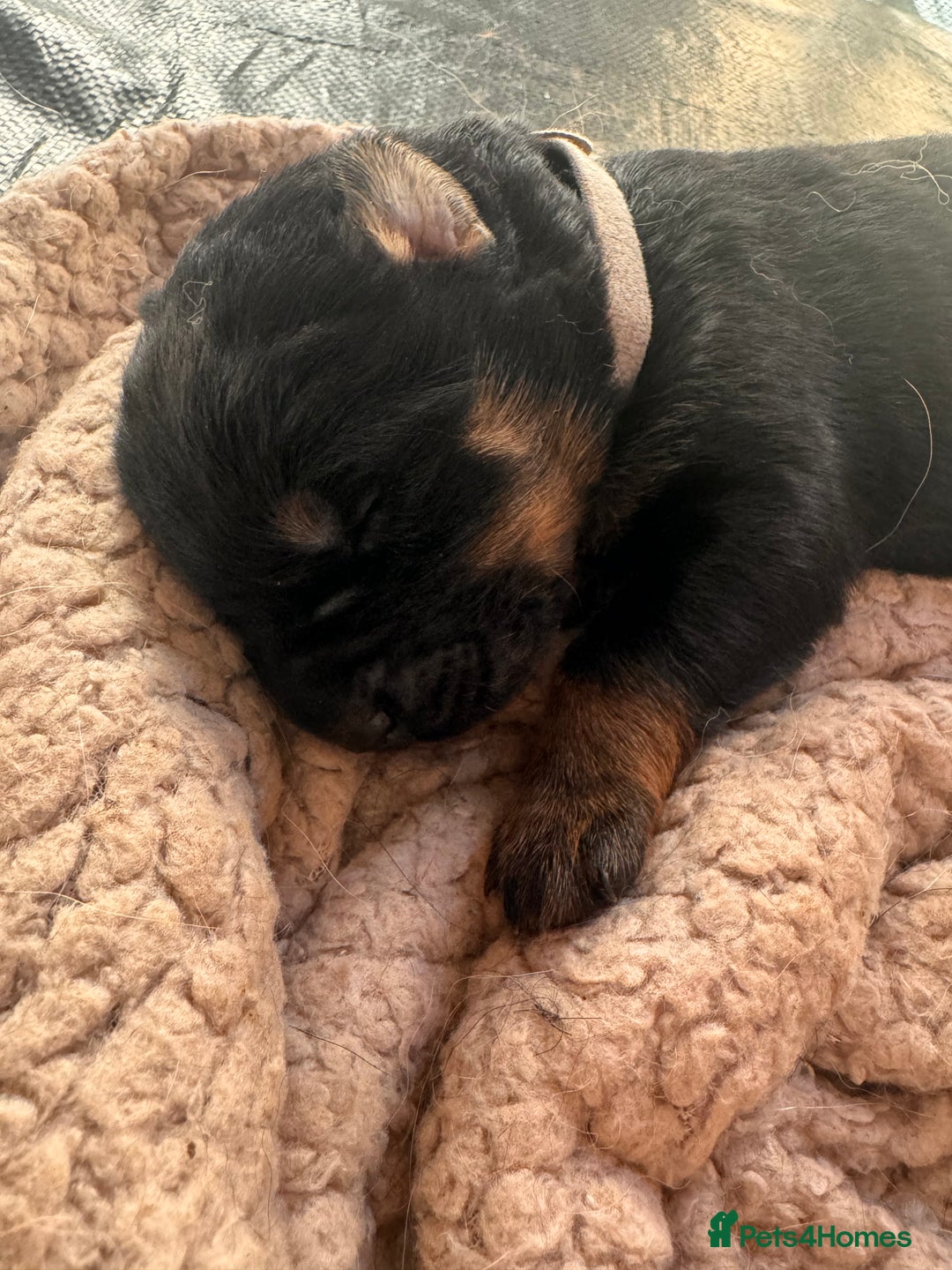 Mixed Breed dogs for sale: Rotti x gsd pups - Image 4