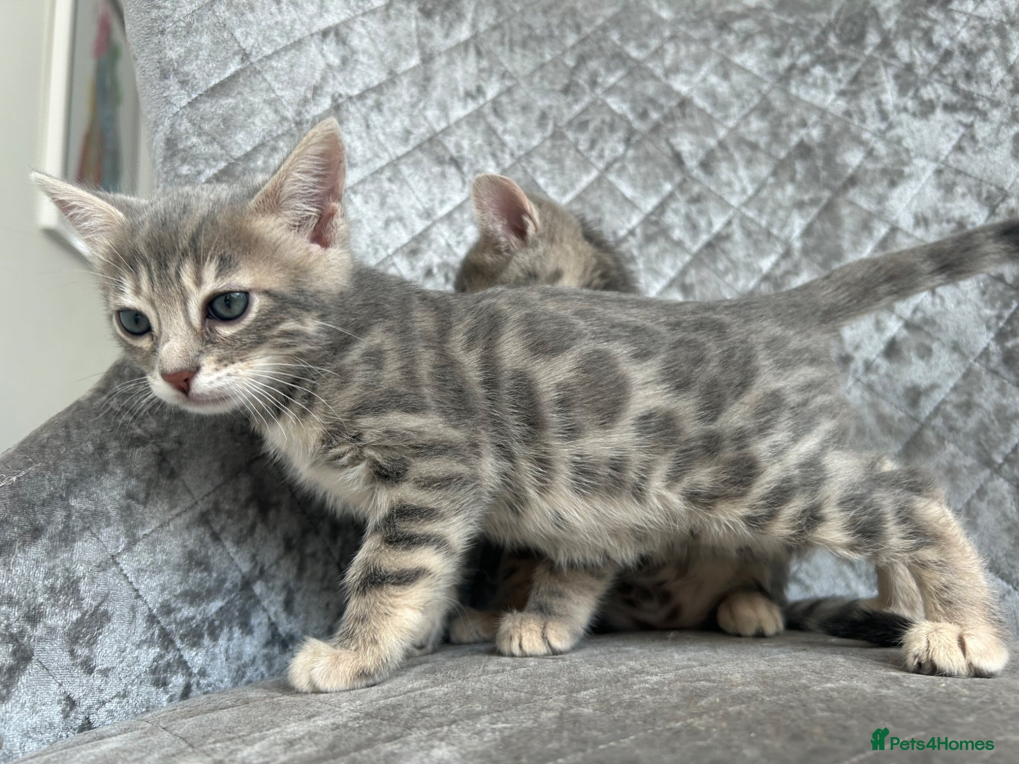 Bengal cats 💙 Beautiful Blue Bengal Female Kittens TICA Reg - Advert 2