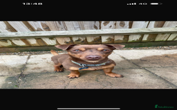 Jack Russell dogs for sale: 3 year old bramble  - Image 4