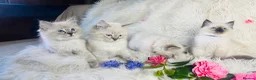Ragdoll cats for sale: Pure Ragdoll Seal/blue point Lynx kittens - Advert 5