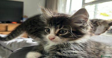 Mixed Breed cats - Advert 5
