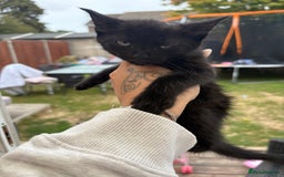 Domestic Shorthair cats for sale: Black kitties available to go  - Image 2