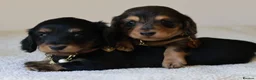 Miniature Dachshund dogs for sale: 5*Licensed+ LongHaired+KCreg+PraClear+Vetchecked - Advert 26