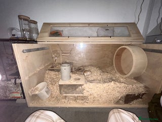 Gerbil rodents - Advert 1