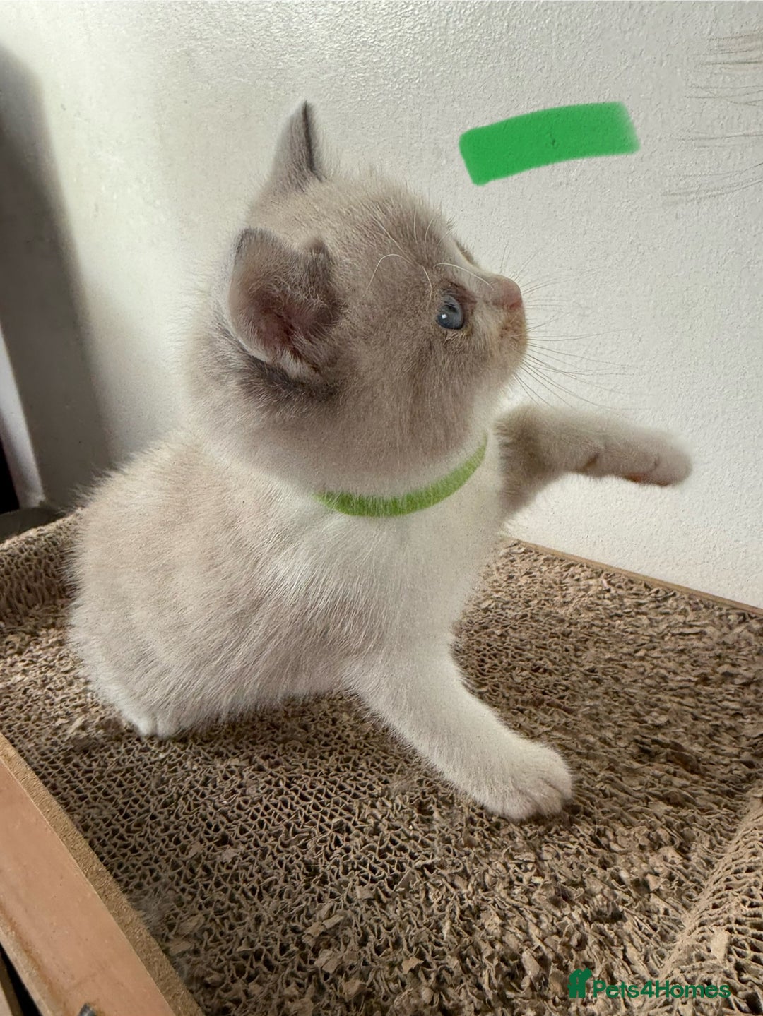 British Shorthair cats for sale: Bsh ragdoll kittens  - Advert 8