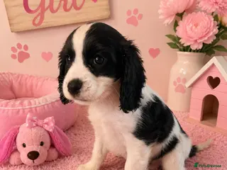 Cavapoo dogs ** RARE COLOURED DNA CLEAR CAVAPOO PUPPIES ** - Advert 3