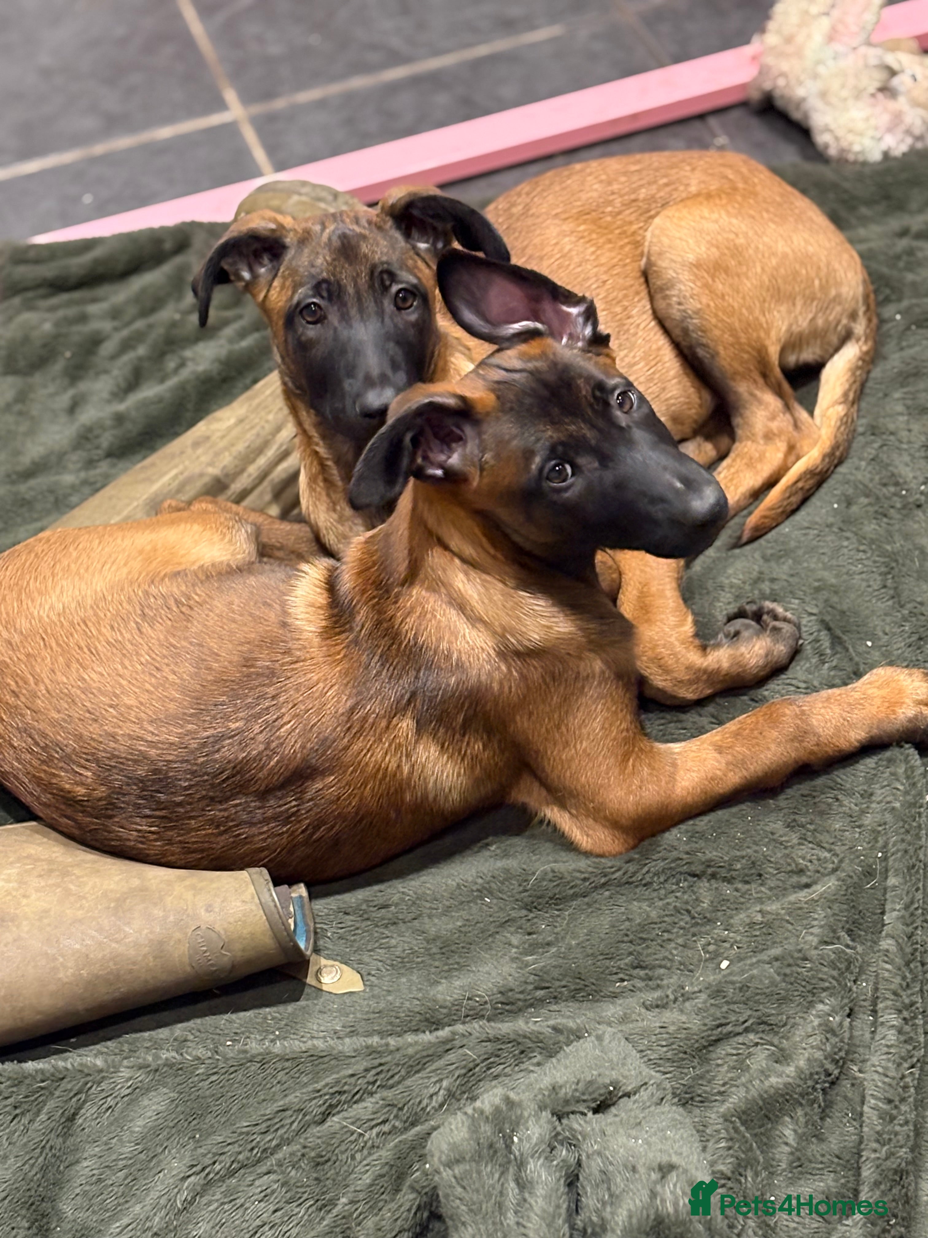 Belgian Shepherd Dog dogs Belgian Malinois Puppy - Ready - Advert 1