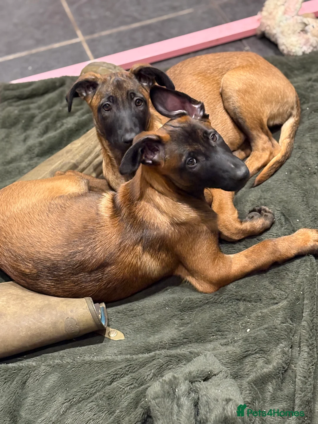 Belgian Shepherd Dog dogs for sale: Belgian Malinois Puppy - Ready - Advert 2