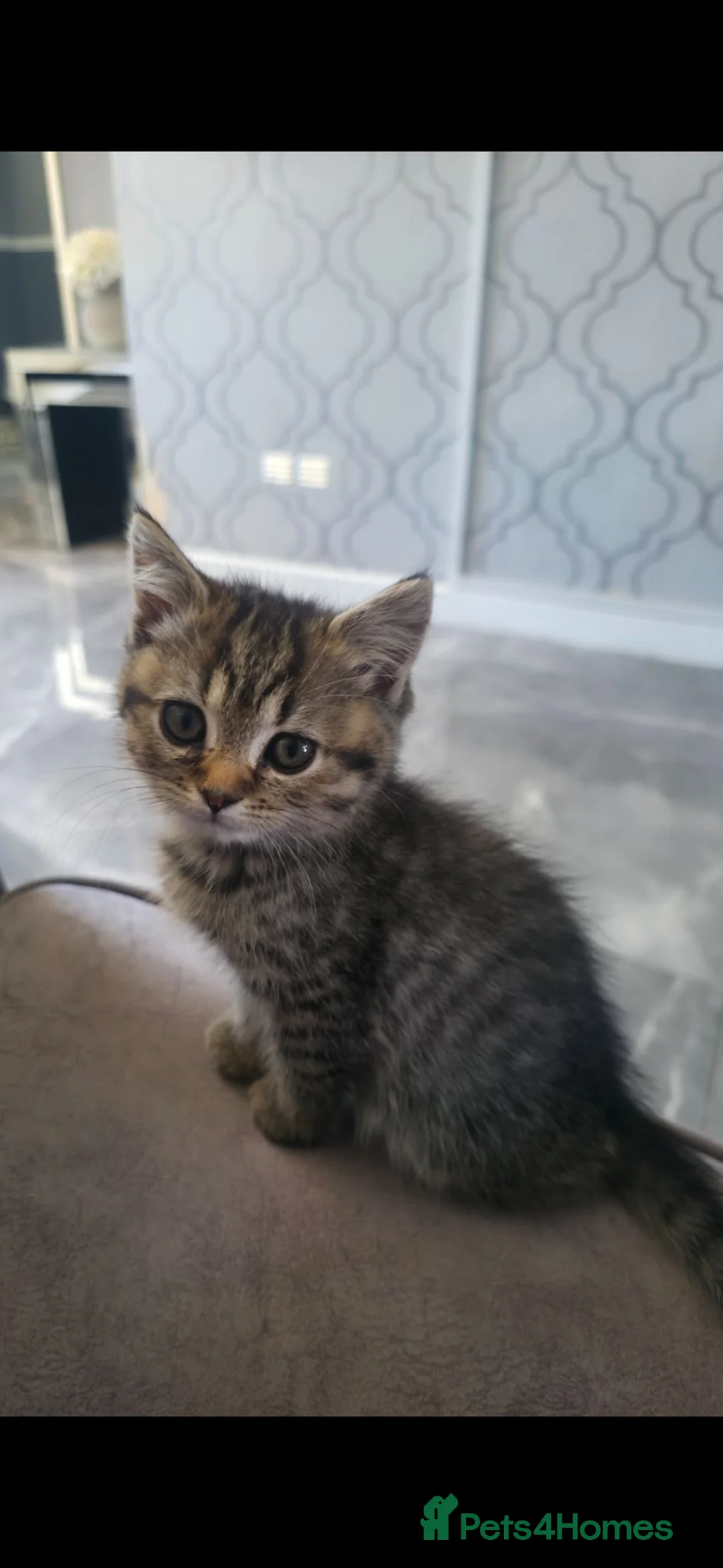 British Shorthair cats for sale: British shorthair x - Advert 9