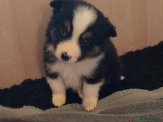 Border Collie dogs Border Collie pups - Advert 4