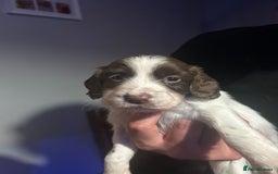 English Springer Spaniel dogs for sale: English springer spaniel puppies for sale - Image 15