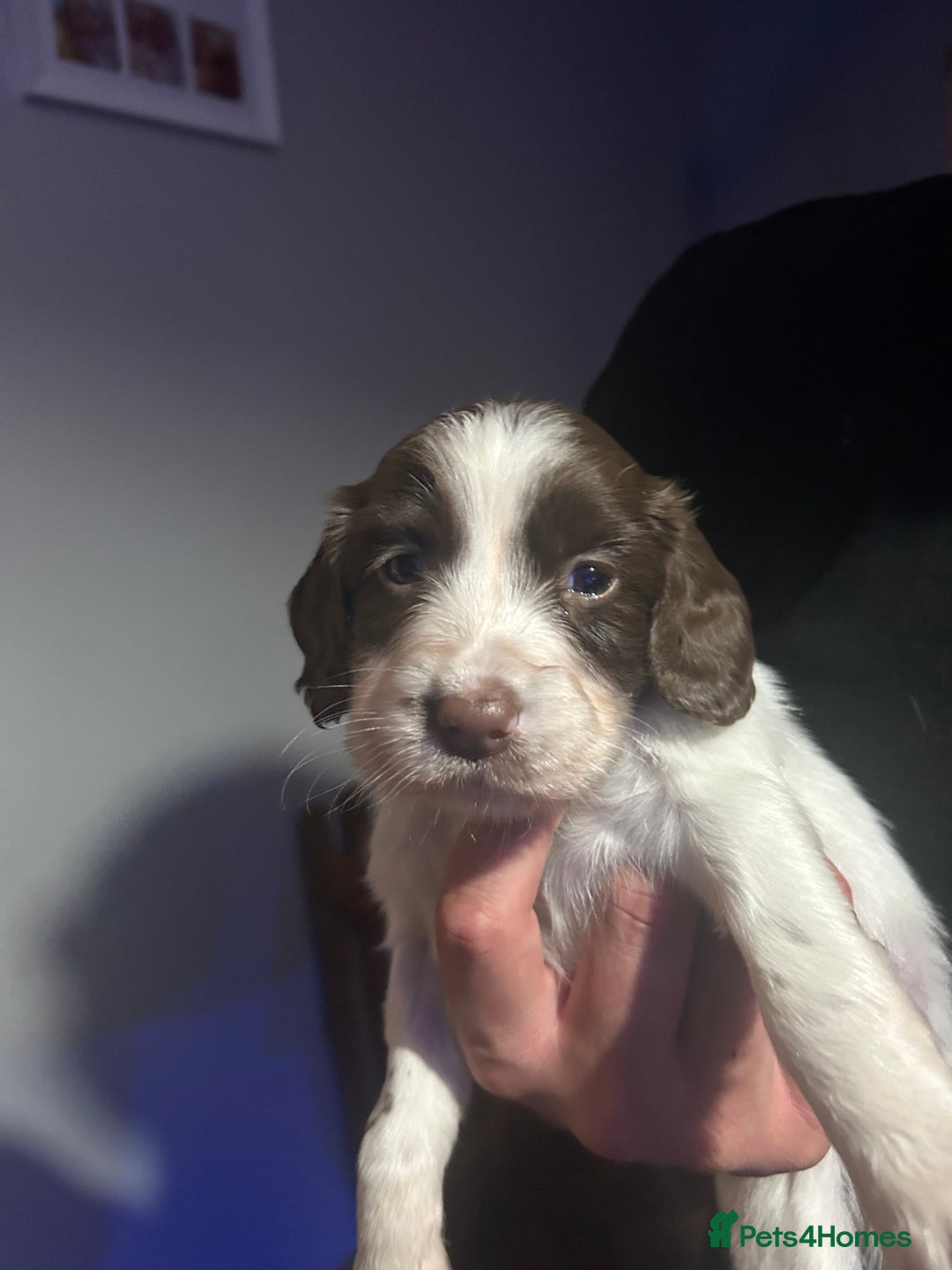 English Springer Spaniel dogs for sale: English springer spaniel puppies for sale - Image 15
