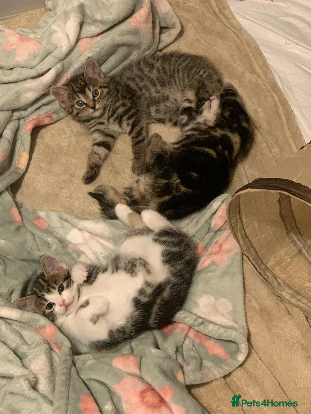 Domestic Shorthair cats for sale: Sweet & Playful Girls ready 8th Oct - Advert 2