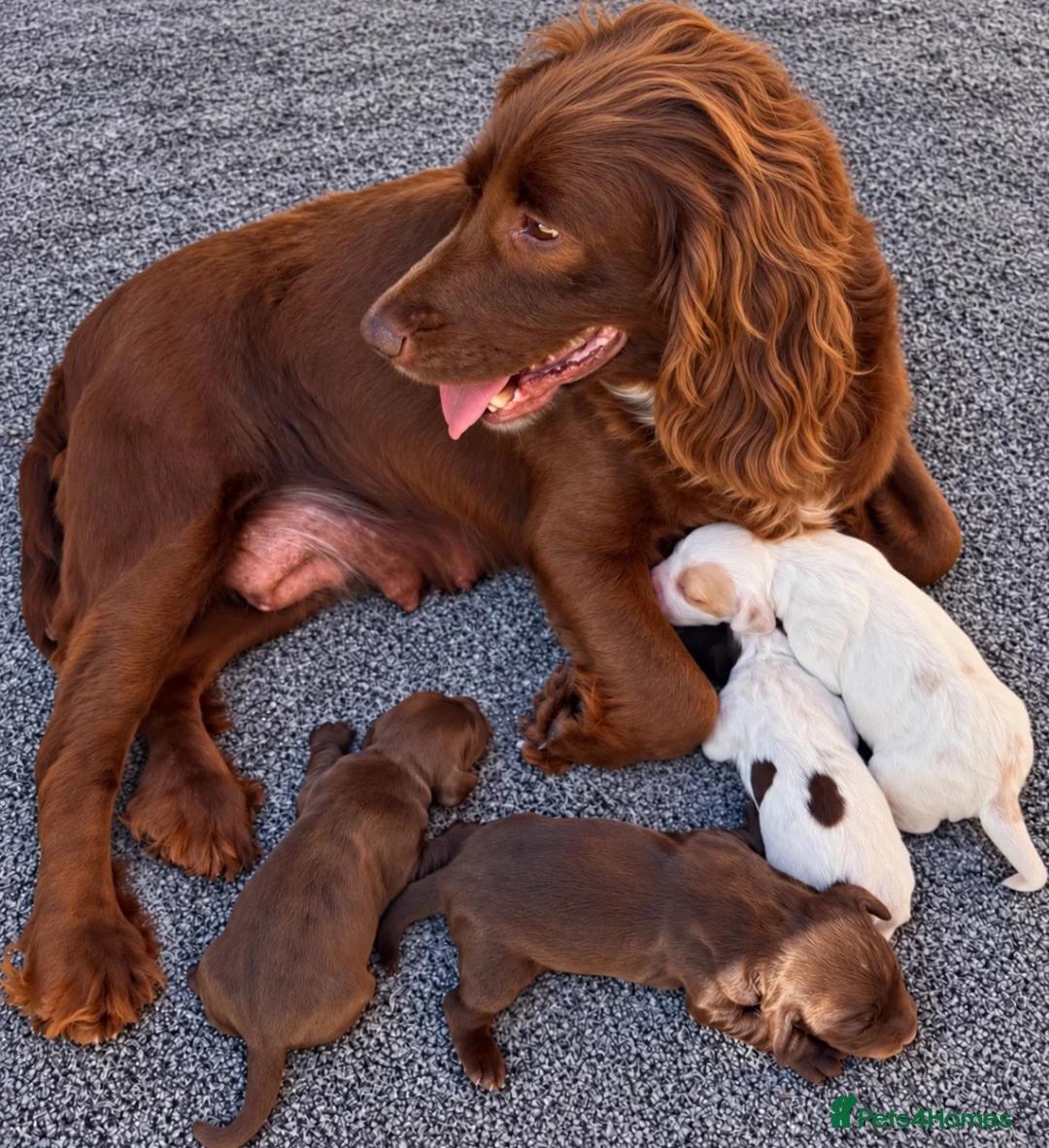 Cocker Spaniel dogs for sale: Cocker Spaniel Puppies - Advert 1